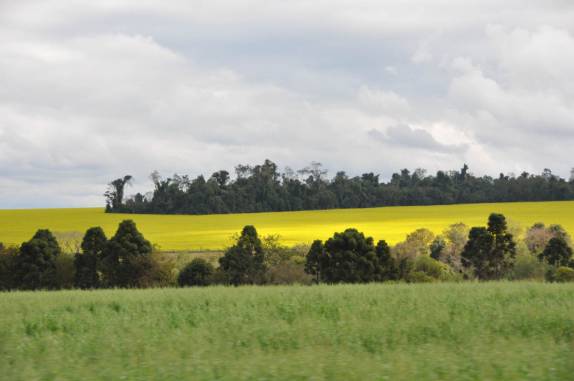 Plantações floridas embelezam a estrad paraguaia entre Santa Rita e Trinidad, no sul do país